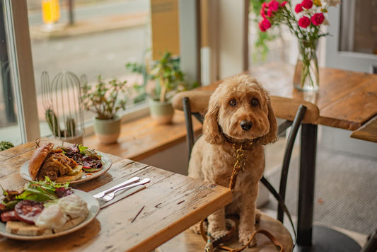 Pet Friendly Hotels and Establishments