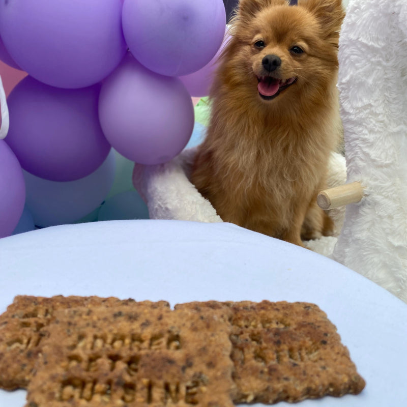 A happy dog looking at a plate of beef meat biscuits, with purple balloons in the background
