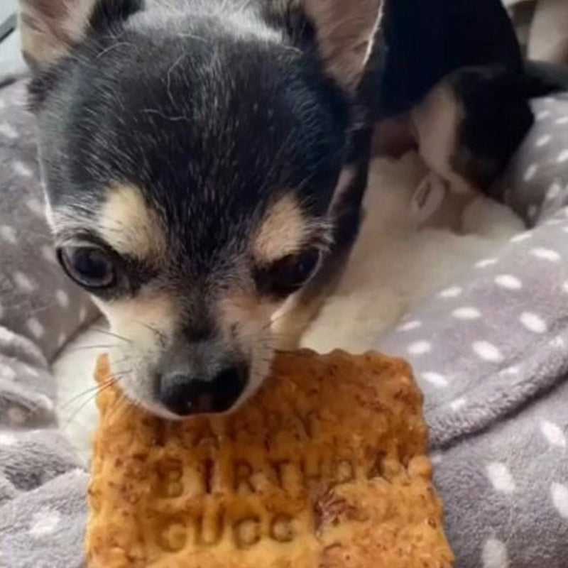 A dog eating a beef meat biscuit, personalised with "Happy Birthday Gucci"