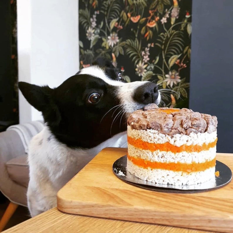 An action shot of a dog about to eat a medium meat cake made from layers of chicken and carrot, topped with braised beef