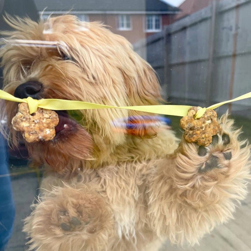 Personalised Dog Gift Hamper - Meat Cupcakes, Interactive Bunting & Beef Biscuits