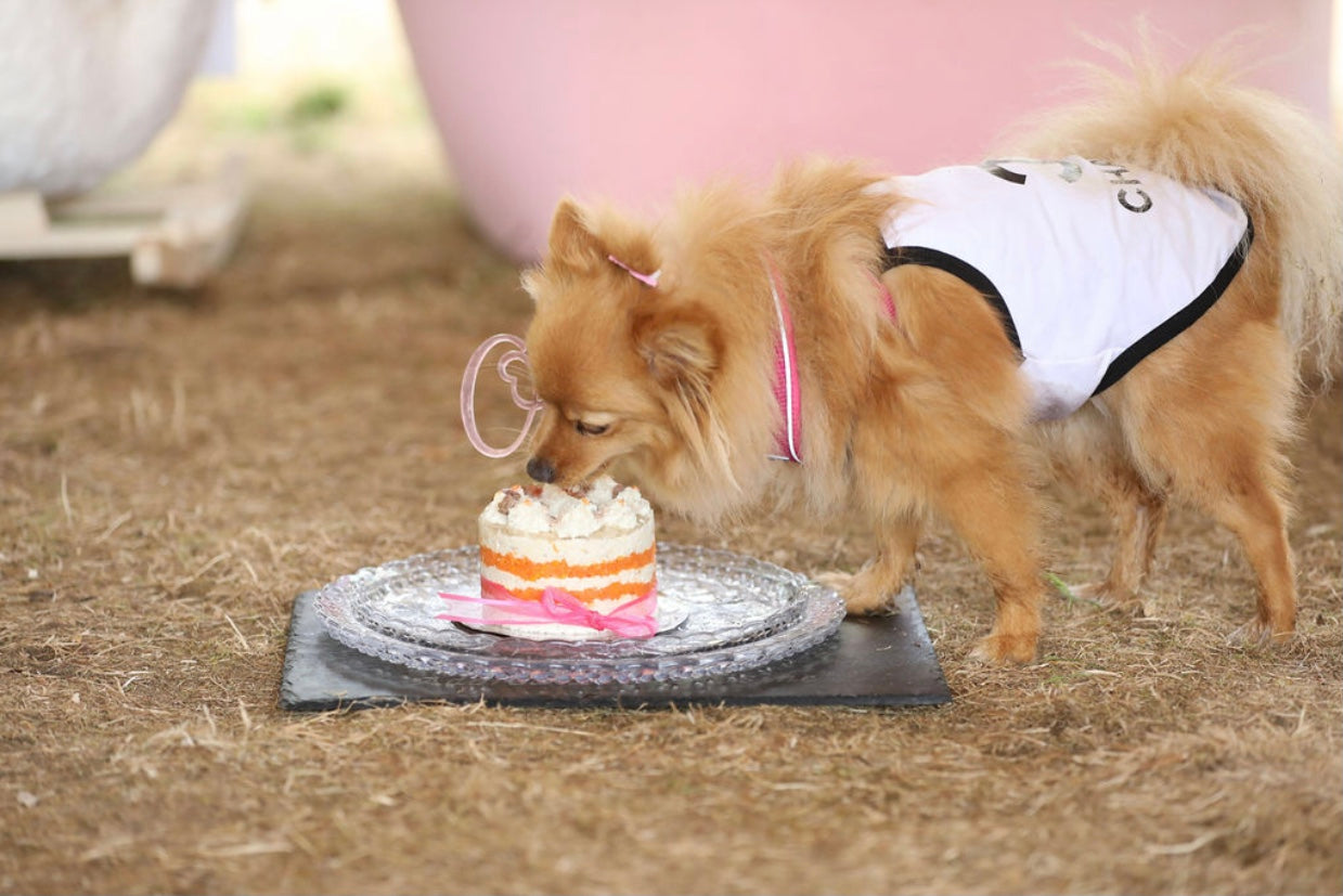 An action shot of a dog in a designer outfit about to eat a meat cake with layers of chicken and carrot, covered with a pink ribbon