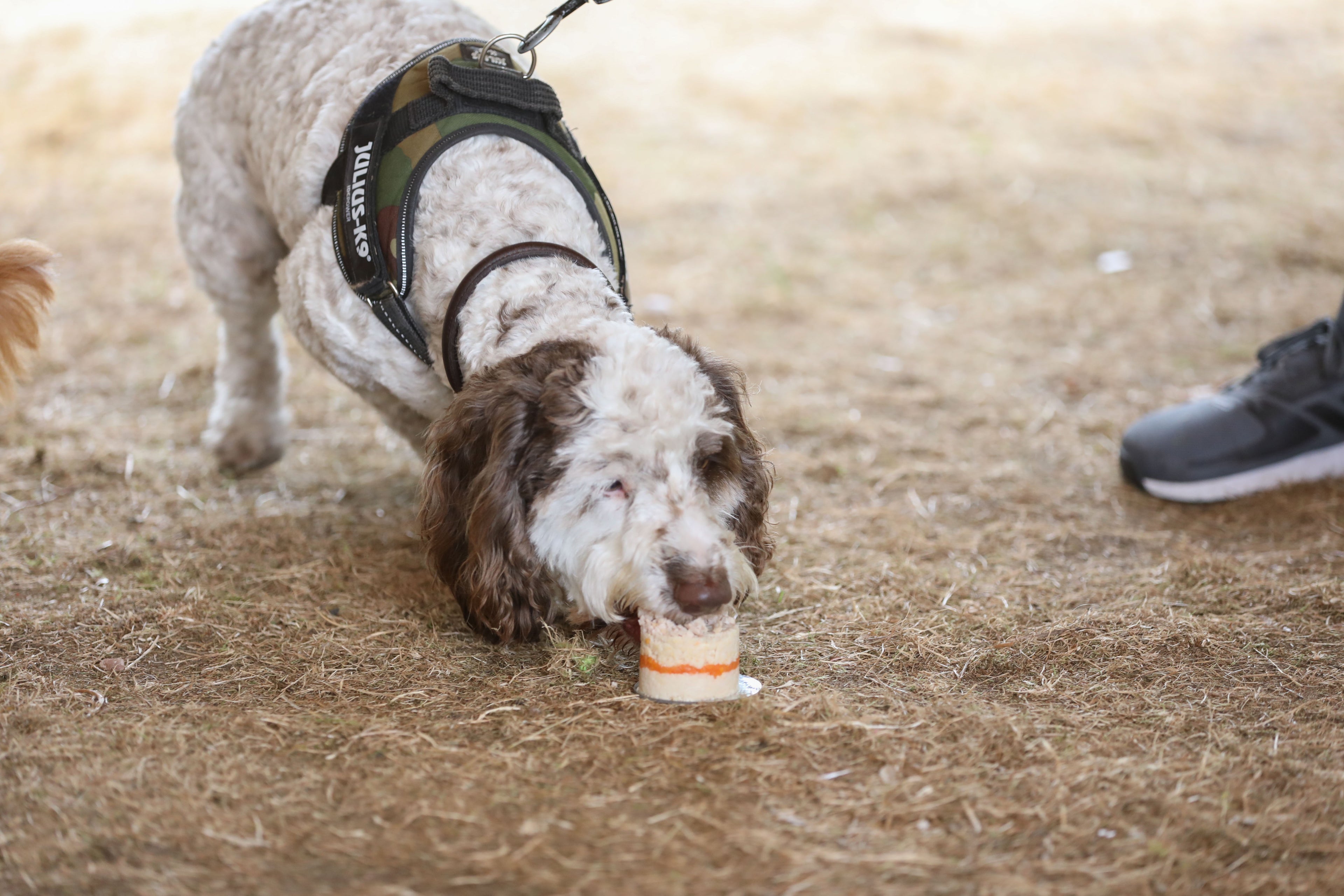 A dog eating a meat cake with visible layers of chicken breast and carrot