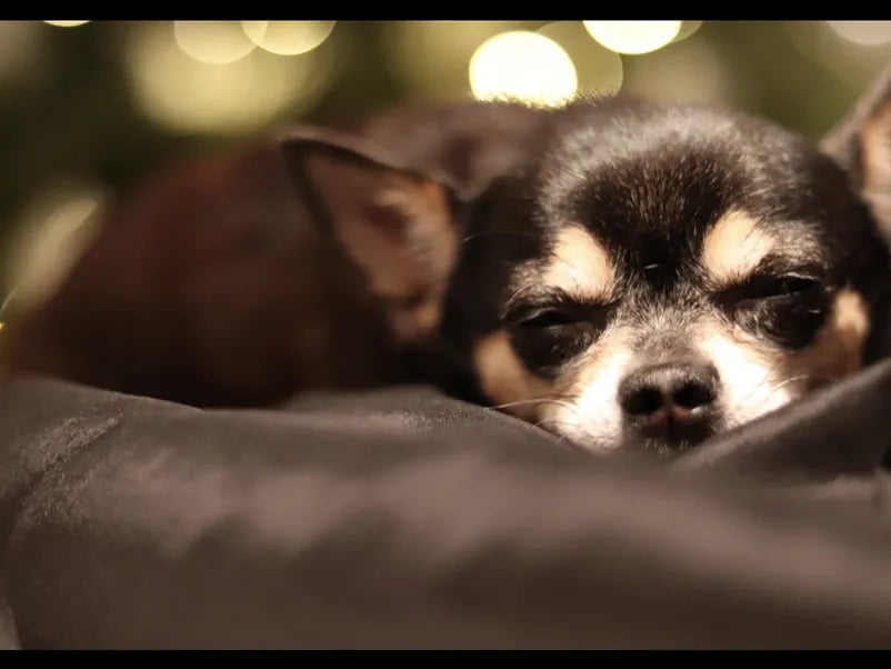 Mickey, the original Adored Pet of Adored Pets Cuisine