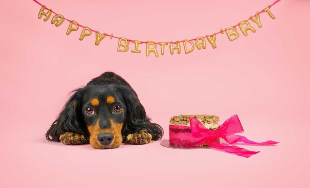 A dog lying next to a pet meat cake, surrounded in a pink ribbon, with some dog birthday bunting reading "Happy Birthday Bryt" behind him