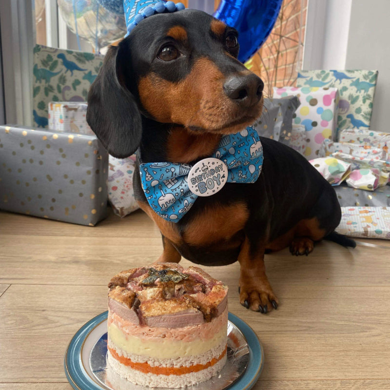 A meat cake on a silver platter with layers of butter baked chicken breast, carrot and salmon, topped with pate, next to a Dachshund dog wearing a bowtie with "Birthday Boy" on it, looking at his owner for permission to eat the cake.