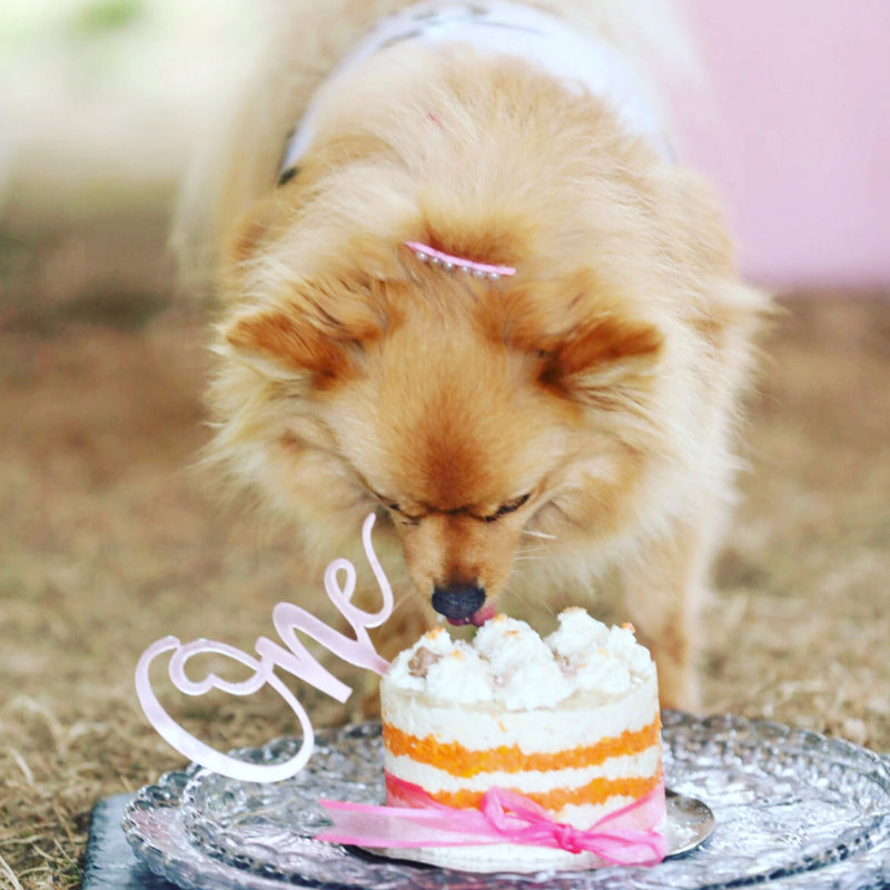 A dog sniffing a pet meat cake presented with a ribbon and a candle reading "One"