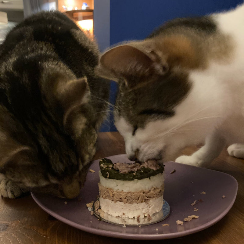 Two cats enjoying a cupcake made for pets