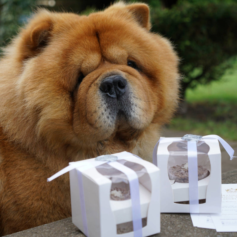 A hungry dog looking at two cupcakes presented in boxes with ribbons