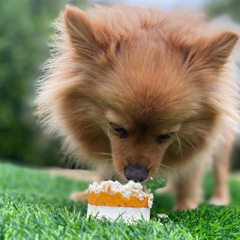 A dog sniffing a half-eaten butter baked chicken cupcake