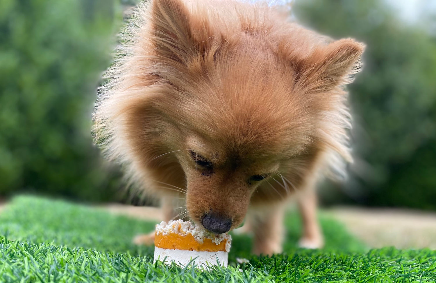 A dog eating a meat cupcake on grass