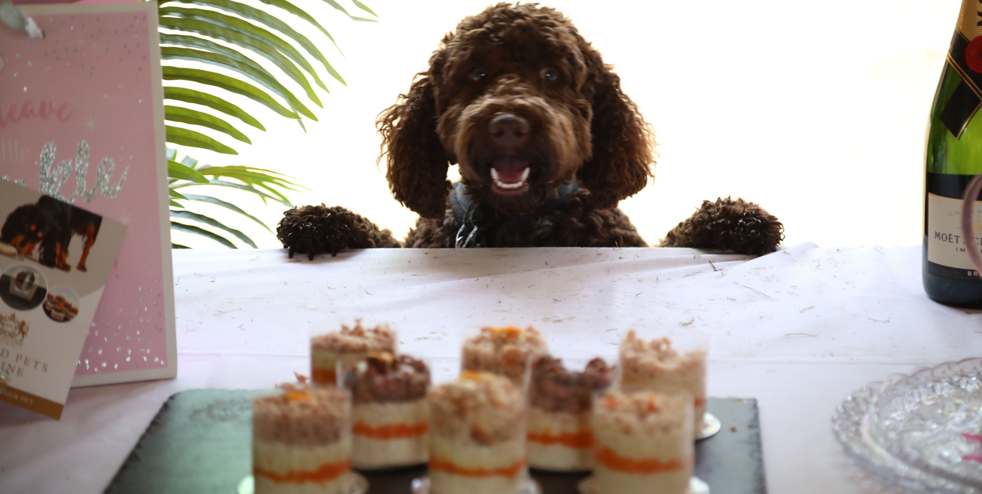 A happy dog looking at a platter of meat cupcakes for pets
