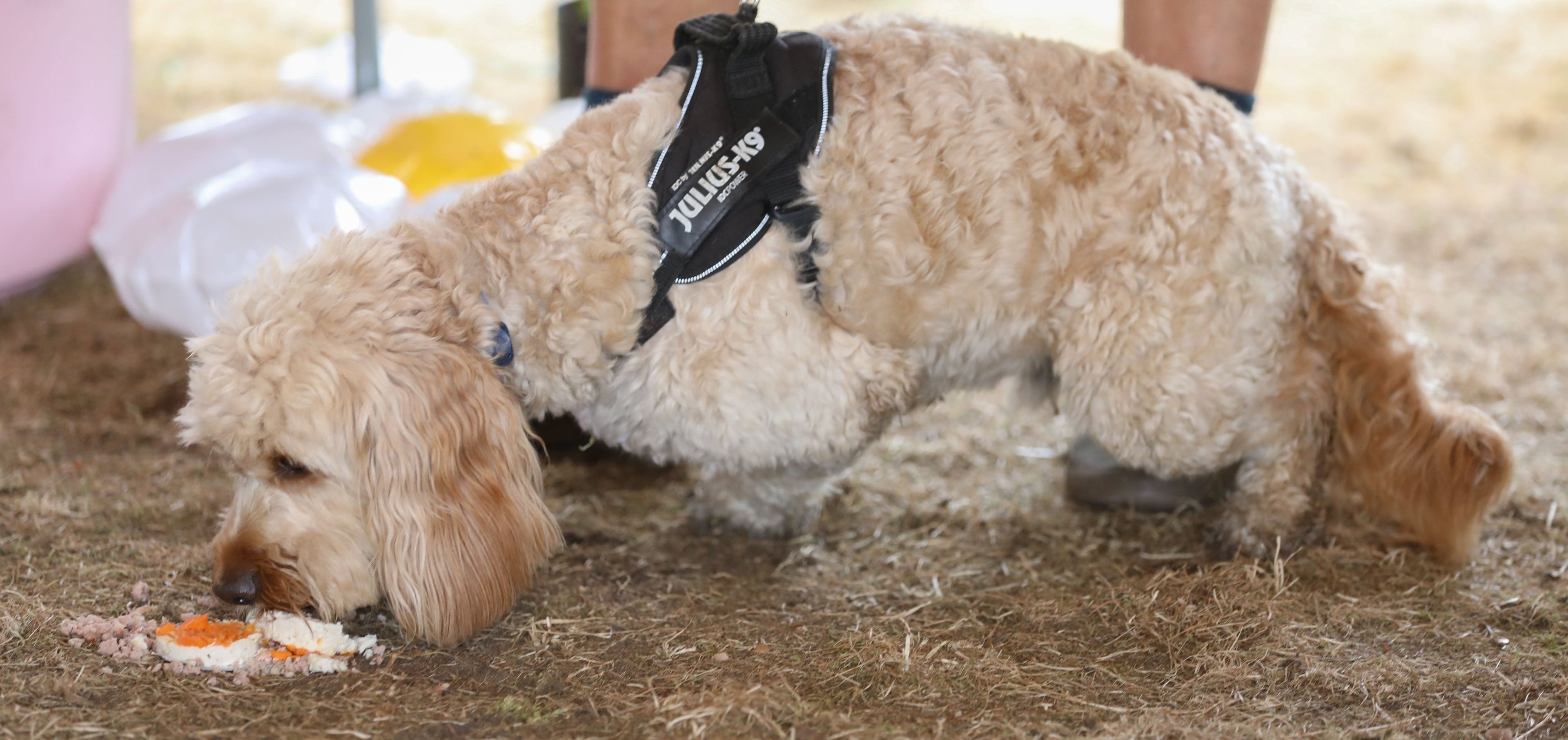 A dog eating a pet meat cake