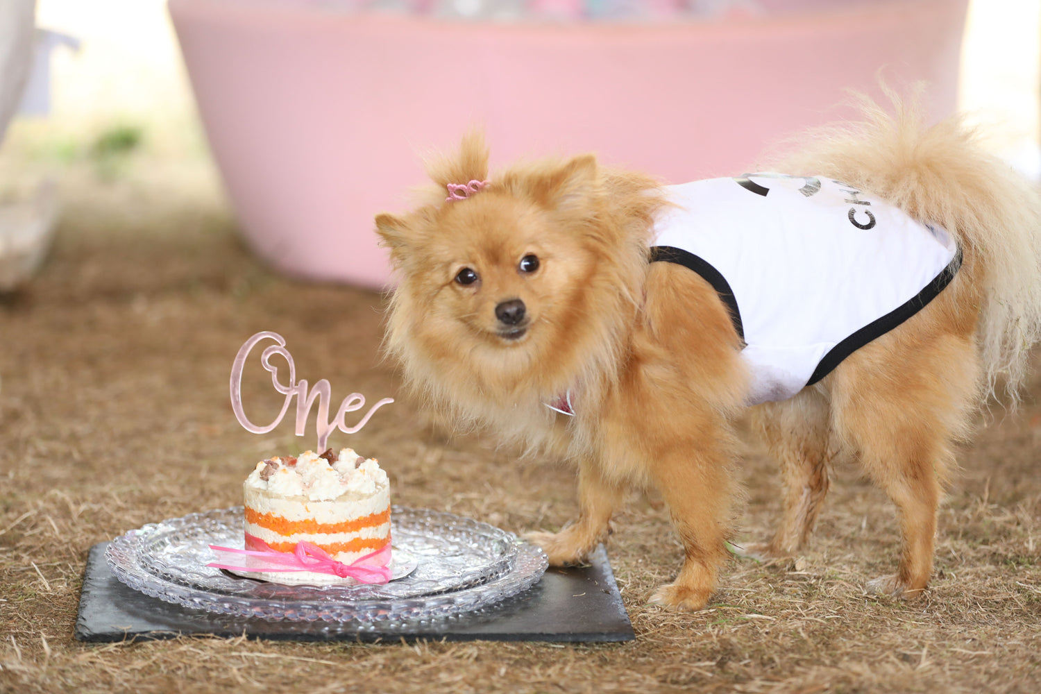 A dog wearing a designer coat and a tiara, looking at her owner for permission to eat the meat cake in front of her