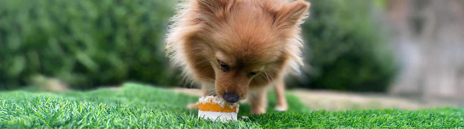 A dog eating a meat cupcake on grass