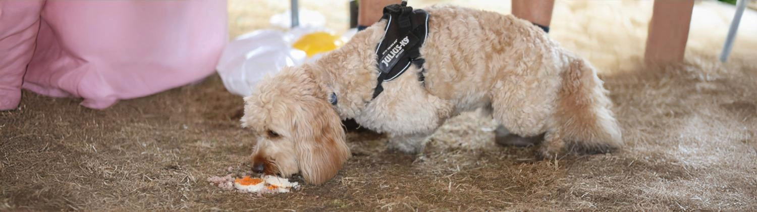 A dog eating a meat cupcake