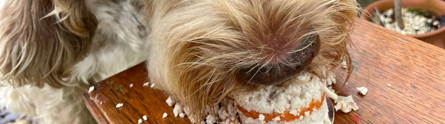 A dog eating a meat cake