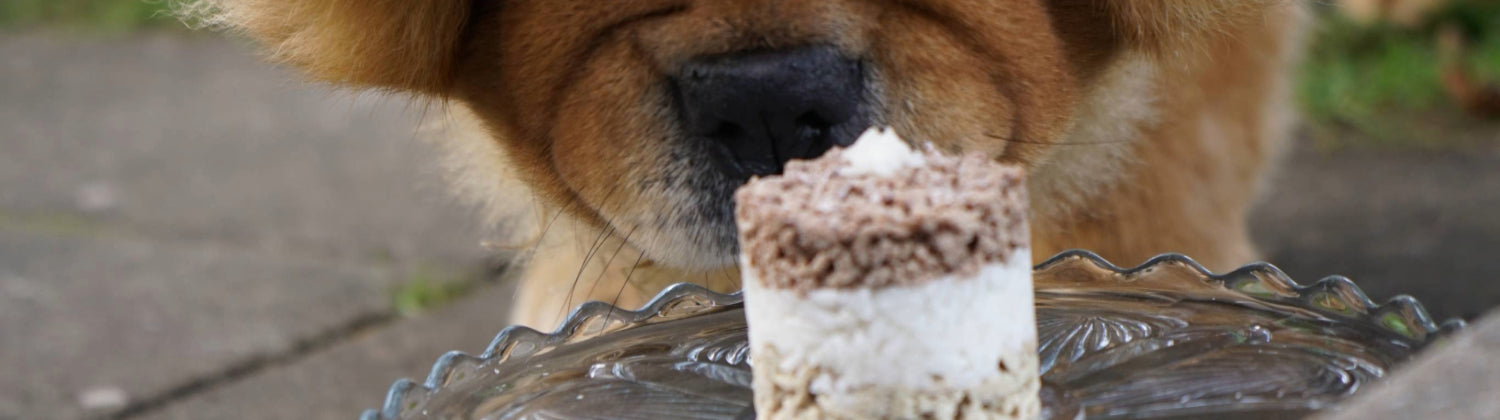 A dog sniffing a meat cake