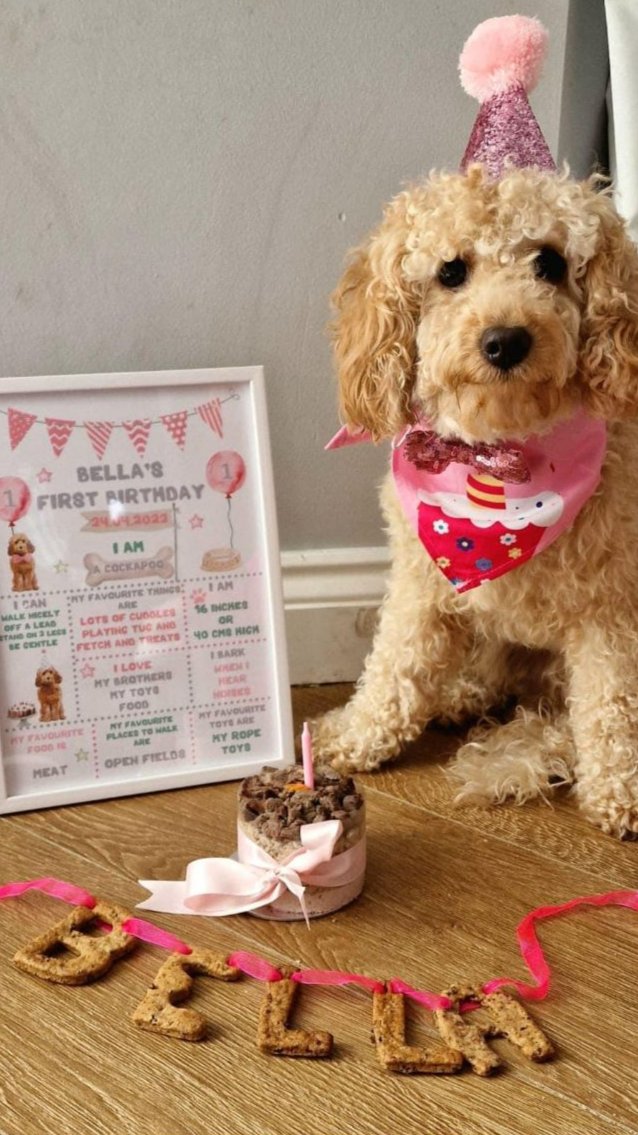 A dog in birthday attire waiting for her owner's permission to eat the pet meat cake in front of her and edible dog birthday bunting reading "Bella"